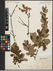 Foto von Salix aurita L.